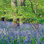 Bluebell wood, Chicksgrove
