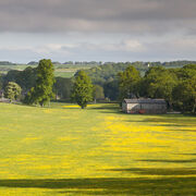Buttercups at Church Bottom, Broad Chalke