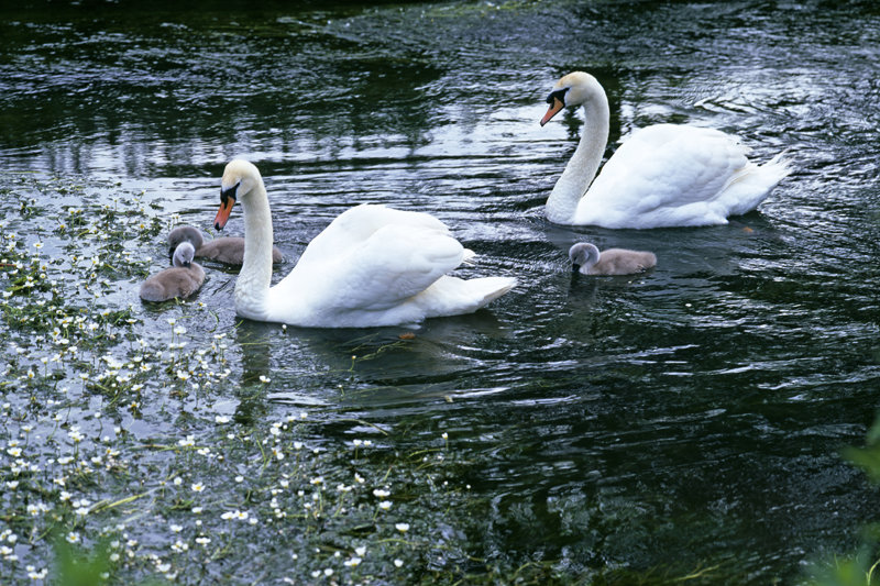 Swans and Cygnets