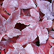 Liquidamber leaves - pack of 10 cards and envelopes
