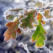 Frosted oak leaves - pack of 10 cards and envelopes