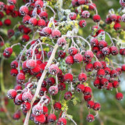 Hawthorn berries - pack of 10 cards and envelopes