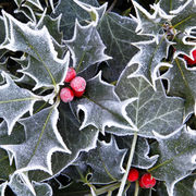 Holly and Ivy - pack of 10 cards and envelopes