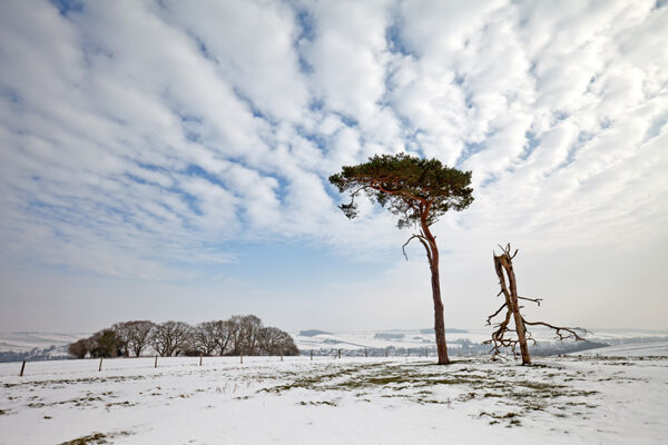 Scots Pine, Hadden Hill