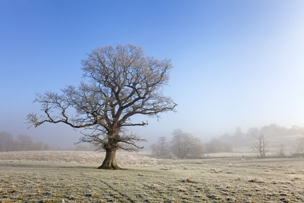 Winter Oak Tree