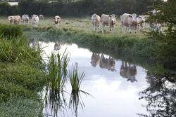 The River Ebble, Odstock