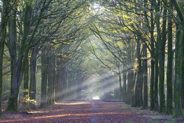 Beams of sunlight, Grovely Wood