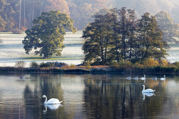 Fonthill swans