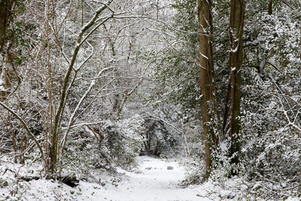 Whitmarsh Wood