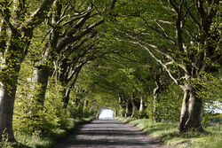 Beech trees, Broad Chalke