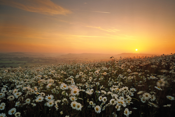 Charlton Down sunrise