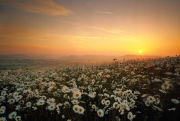 Charlton Down sunrise