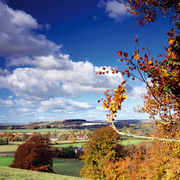 Corton