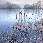 Cresswell's Pond at Old Wardour Castle