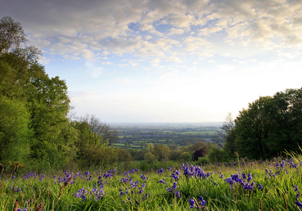 East Knoyle bluebells