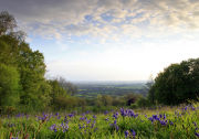 East Knoyle bluebells