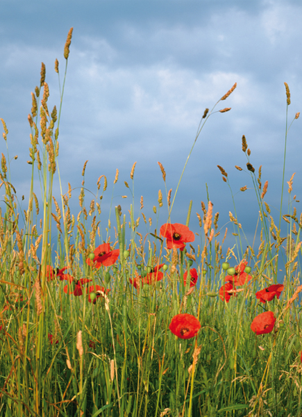 Field margin
