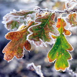 Frosted oak leaves