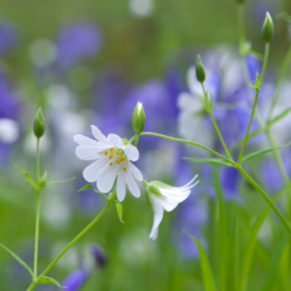 Single notecards and single design packs