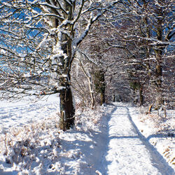 Grovely Wood