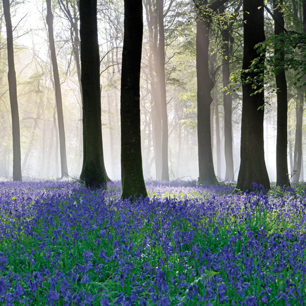 Grovely Wood