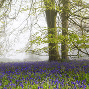 Grovely Wood