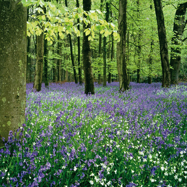Grovely Wood