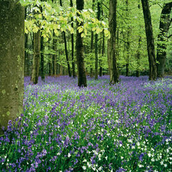Grovely Wood