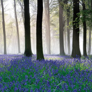 Grovely Wood