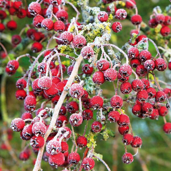 Hawthorn berries