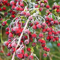 Hawthorn berries