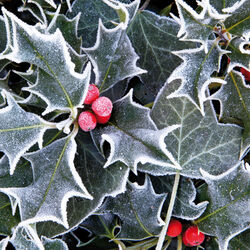 Holly and Ivy