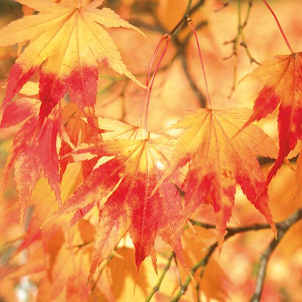 Japanese Maple leaves
