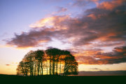Beech Clump at Sunset