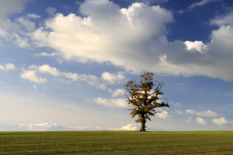 Oak Tree
