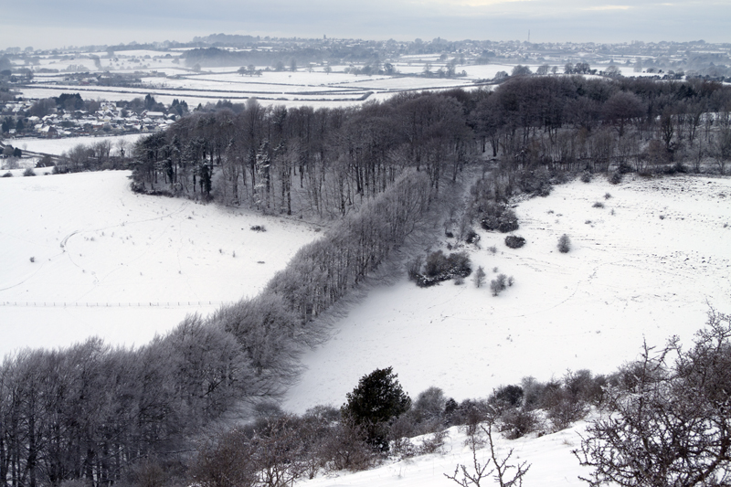 Winter Beech Trees