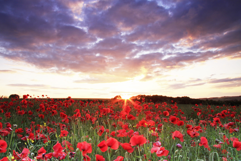 Poppies at Sunset
