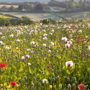 Poppy fields, Tisbury