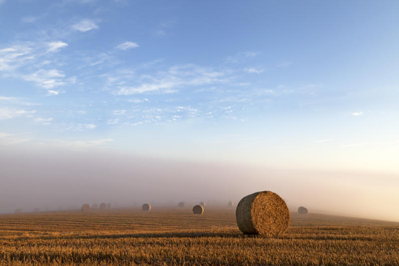 Harvest Mist