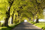 Beech Trees on Knowle Hill