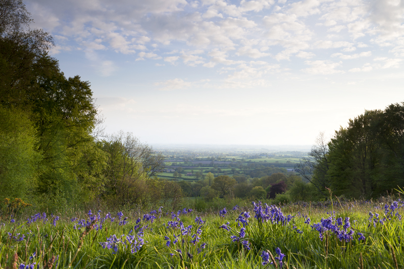 Bluebells, East Knoyle
