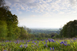 East Knoyle bluebells