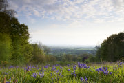 Bluebells, East Knoyle