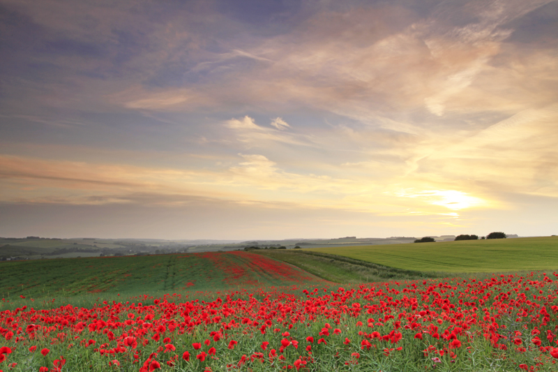 Chain Hill Poppies