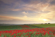 Chain Hill Poppies