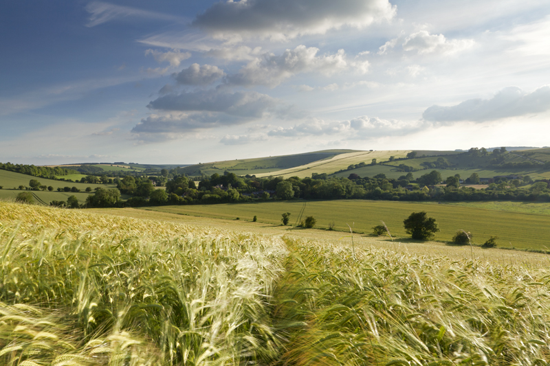 Barley fields, Brixton Deverill