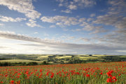 Langford Poppies