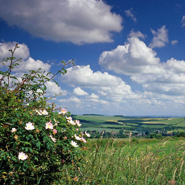 Dog roses, Hanging Langford
