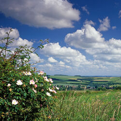 Dog roses, Hanging Langford