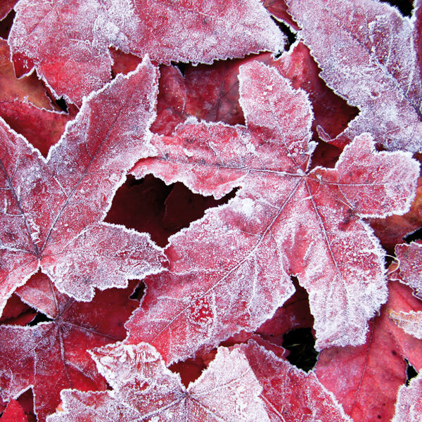 Liquidambar leaves